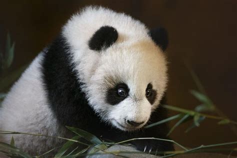 全球最小熊猫幼崽平安出生 重量不足一颗鸡蛋(图)(含视频)_手机新浪网