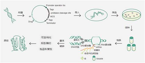 原核蛋白表达服务-武汉天正源生物科技有限公司