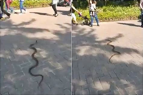 台湾台北市立动物园一条1米长野生大蛇在路上爬行 - 神秘的地球 科学|自然|地理|探索