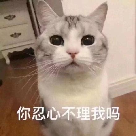 猫咪表情包：你忍心不理我吗-搜狐大视野-搜狐新闻