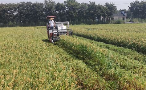 中国农科院作科所周文彬团队发现水稻高产基因