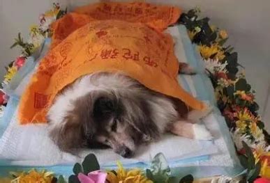 北京有个宠物殡葬馆