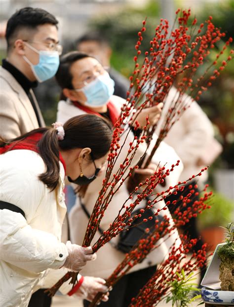 肖家营花卉,家营花卉市场(第5页)_大山谷图库