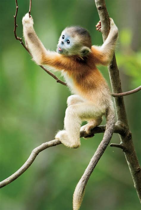 金丝猴的种类有几种-百度经验
