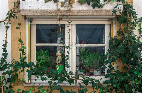 老房子窗户周围的常春藤枝条高清图片下载-正版图片503250248-摄图网