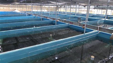 海葡萄实现规模化生产 人工养殖基地落户三亚_三沙