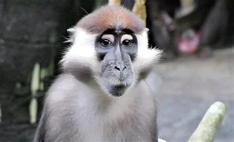普通狨猴。高清摄影大图-千库网