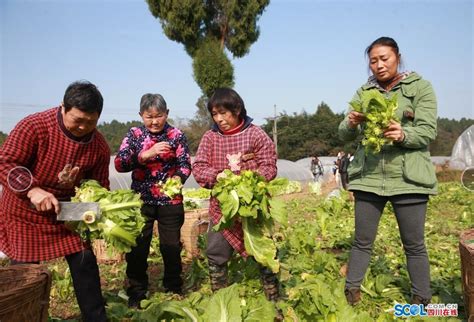 四川眉山：“稻菜轮作”蔬菜丰收促增收-人民图片网
