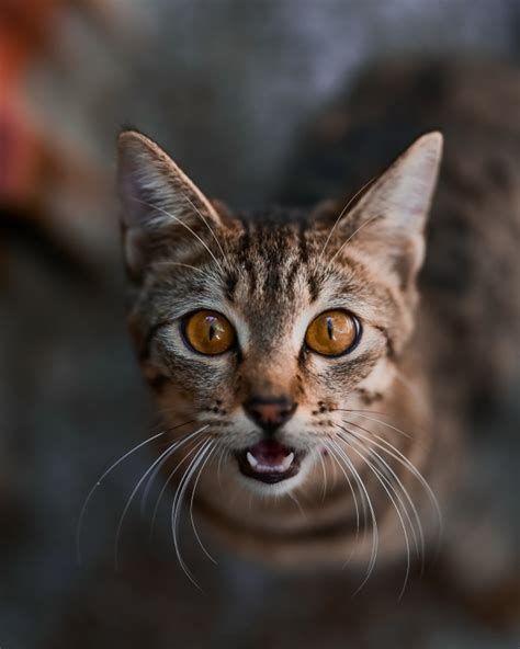 中国狸花猫品种介绍_天津遇宠记猫舍