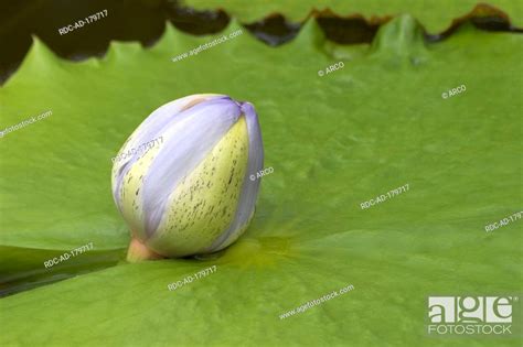 Giant Water Lily, bud, Nymphaea gigantea, Stock Photo, Picture And ...
