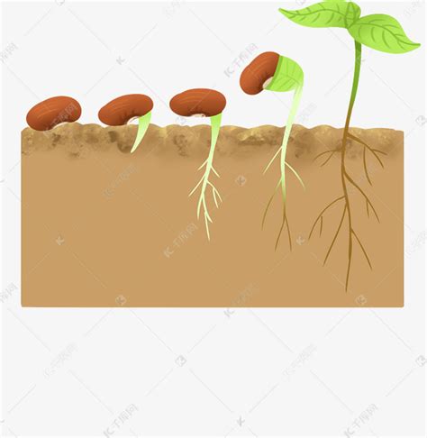 从种子生长到柠檬树的植物。植物生命周期插画图片素材_ID:308884932-Veer图库