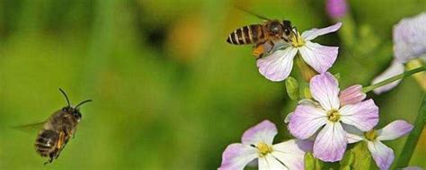 蜜蜂是怎么采蜜的了，用什么工具采蜜 - 农敢网