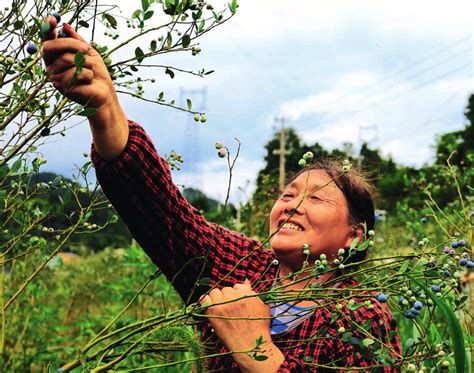重庆石柱：中益乡壮大蓝莓产业助力乡村振兴
