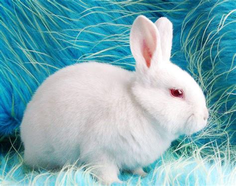 小白兔的日常生活习惯-百度经验