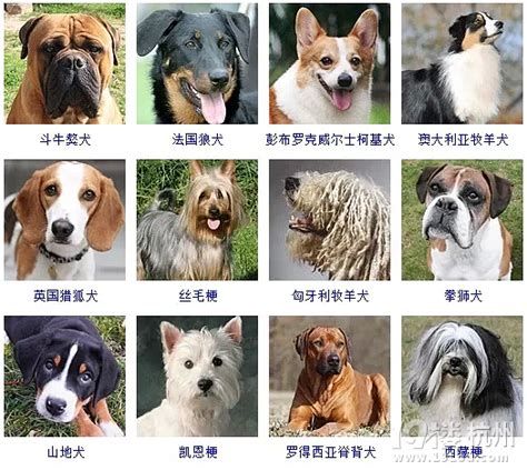 12种常见的狗狗品种及价格，让想养宠物的你一目了然！