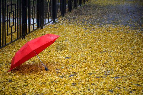 诗词丨一声梧叶一声秋，一场秋雨一场凉！--寅午文化