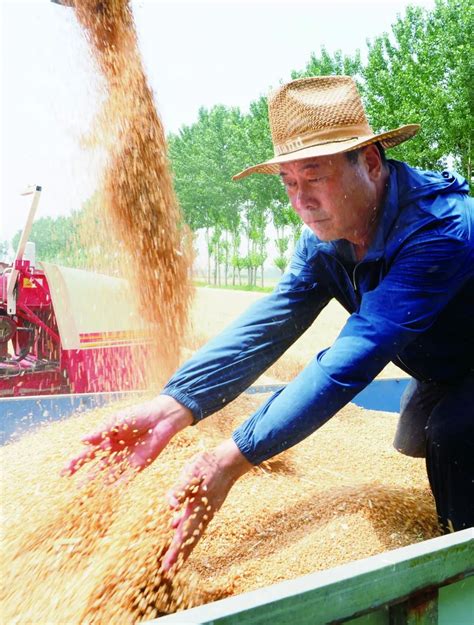 夏粮再丰收，农民卖粮难风险却在加大_凤凰网