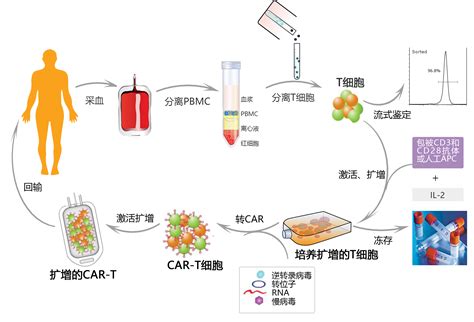 Nat Rev | 巨噬细胞作为癌症治疗的工具和靶点 - 知乎
