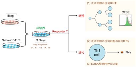 2023广州CGT细胞基因治疗大会 - 金斯瑞