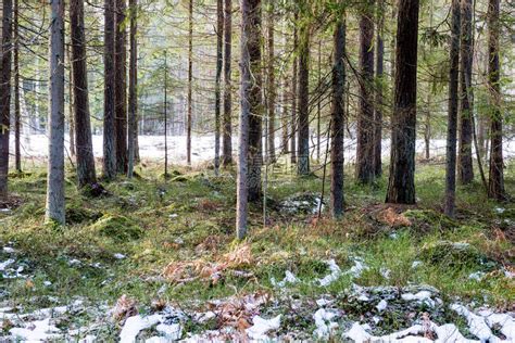 寒冷森林中的阳高清图片下载-正版图片507065778-摄图网