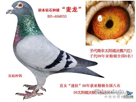超级种鸽--中国信鸽信息网相册