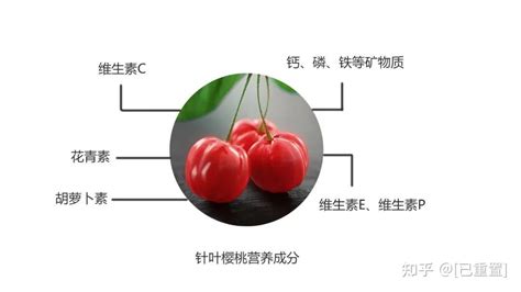 针叶樱桃含有多种营养物质 - 知乎
