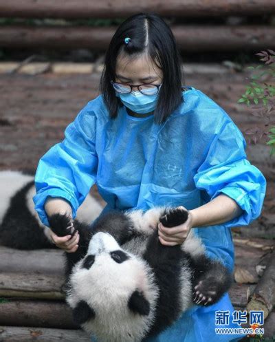 全球圈养大熊猫种群数量达到673只|大熊猫_新浪新闻