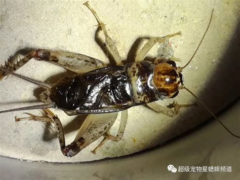 顶级蛐蛐虫王图片