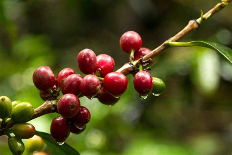 阿拉比卡咖啡豆和罗伯斯塔咖啡豆的区别 中国咖啡网