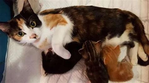 猫妈妈主动让小猫走向女孩，看见小猫犹豫它还很生气，母爱啊！
