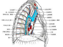 三、纵隔的解剖-外科学-医学