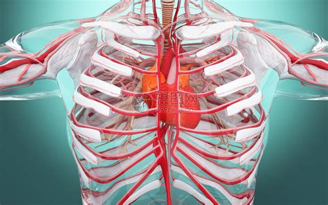 【图】心脏静脉的结构组成与分布 - 心脏解剖学 - 天山医学院