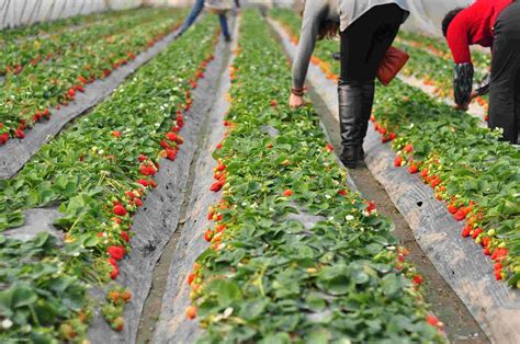 北京草莓采摘园哪里好 2020北京周边草莓采摘园有哪些_旅泊网