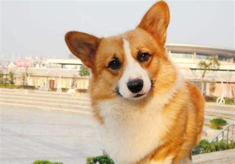 世界上最聪明的狗排名前十名-金毛上榜(饲养人群居多)-排行榜123网
