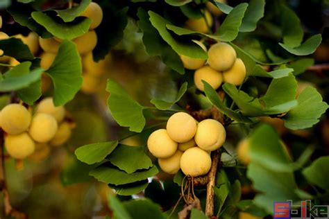 文冠果--中国珍稀木本油料树种 - 知乎