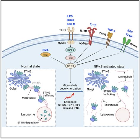 DRD2促进M1巨噬细胞，抑制NFkB信号传导，诱发乳腺癌细胞焦亡-研载生物科技（上海）有限公司