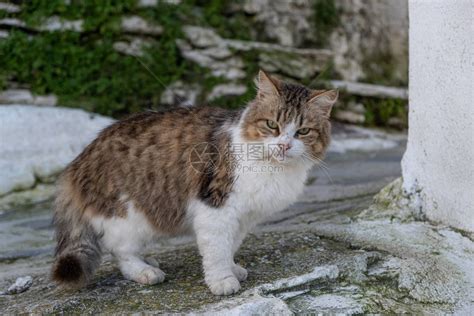 一只被抛弃的猫咪站在墙边高清图片下载-正版图片504068459-摄图网