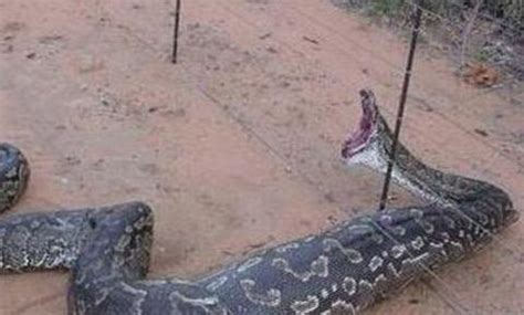 贵州挖出4吨大蛇，一口将小孩给吞进去(科学揭秘)|贵州|大蛇|刘彤_新浪新闻