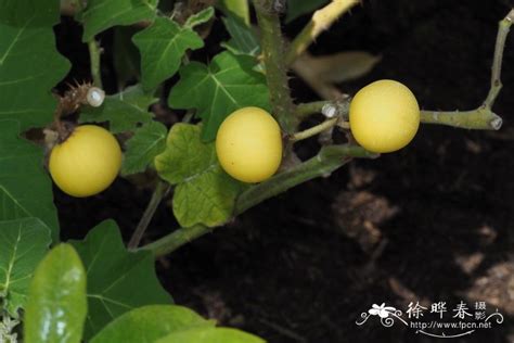 喀西茄Solanum aculeatissimum-花卉图片网