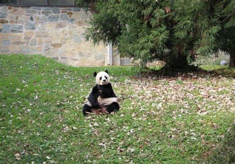 “小奇迹”，你好！旅美大熊猫“美香”的新生幼崽有名字了_动物园