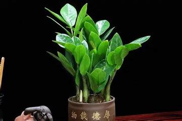 松科(Pinaceae)拉丁名学名属名科名植物生活型图片