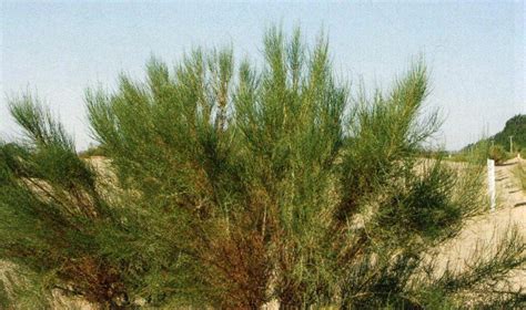 荒漠自然林梭梭柴,其它植物,植物花草,摄影,汇图网www.huitu.com
