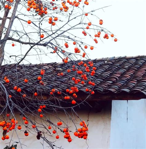 影像温州丨永嘉东炉村：林枫欲老柿将熟，秋在万山深处红