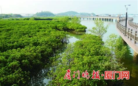 善园网-在中国最南端城市，建造一座“海上森林”