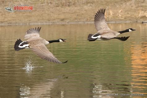 江西：鄱阳湖上空天鹅与大雁“共舞”|保护区|湿地_凤凰资讯