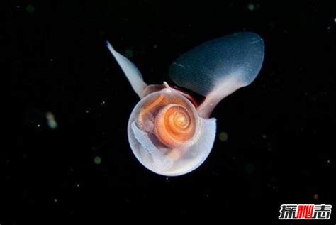 听说这只“小”蜗牛，就是你们的童年阴影？《旋涡：蜗牛人》_腾讯视频