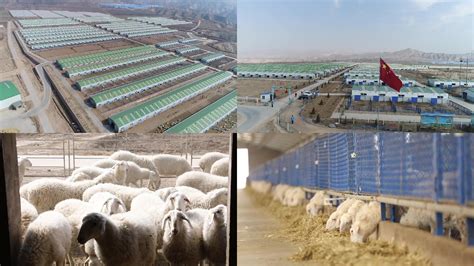 荷兰是怎样养羊的？智能化、自动化的养羊模式，令人大开眼界！_养殖_现代化_畜牧业