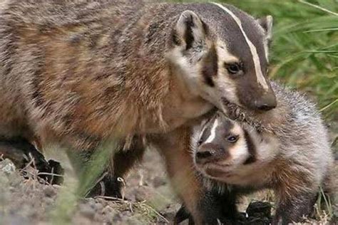狗獾子是几级保护动物，它的食物有哪些 - 农敢网
