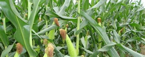 锦润919玉米品种简介，种肥应每亩施磷酸二铵10千克 - 新三农