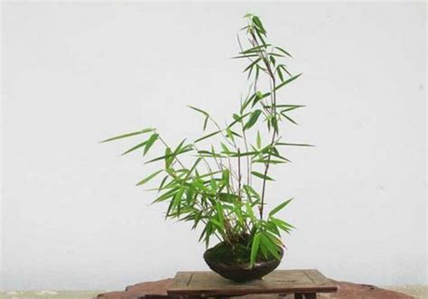 盆栽竹子的养殖方法-养护管理-盆景艺术网